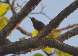 Image of Burmese Nuthatch