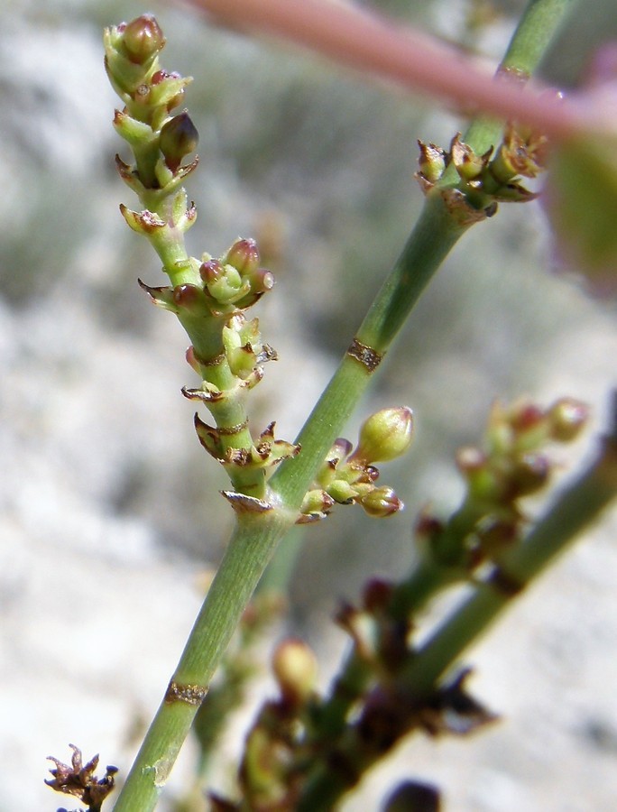 Image of gypsum ringstem