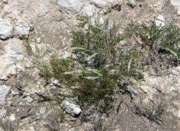 Image of white milkwort