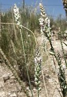 Image of white milkwort