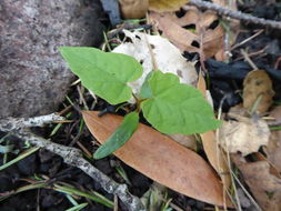 Image de Érable à grandes feuilles