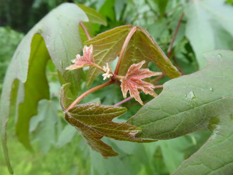 Acer macrophyllum Pursh resmi