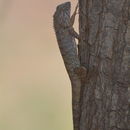 Imagem de Calotes versicolor (Daudin 1802)