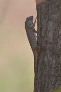 Image of Changeable lizard