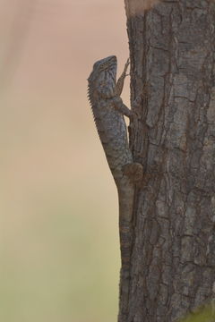 Image of Changeable lizard