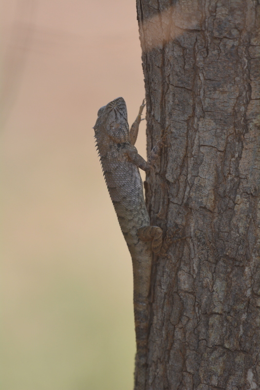 Image of Changeable lizard