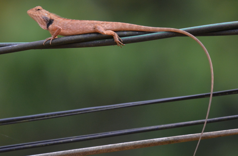 Image of Changeable lizard