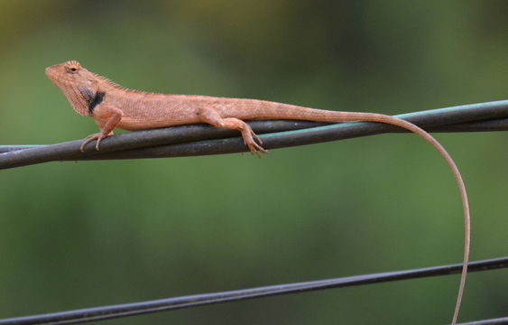 Image of Changeable lizard