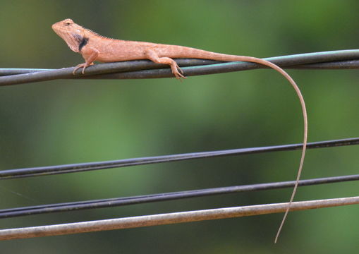 Image of Changeable lizard