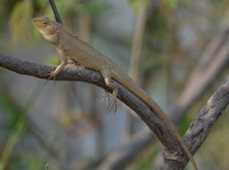 Image of Changeable lizard