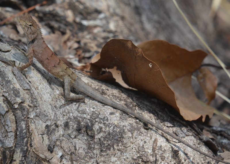 Image of Changeable lizard