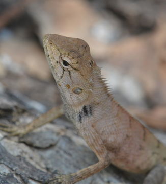 Image of Changeable lizard