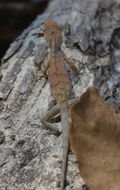 Image of Changeable lizard