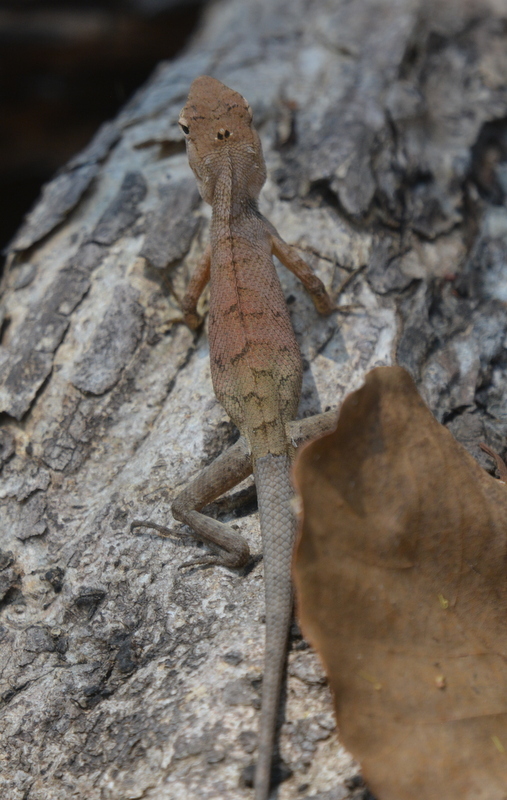 Image of Changeable lizard