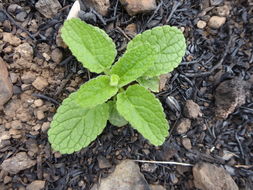 Imagem de Stachys rigida subsp. quercetorum (A. Heller) Epling