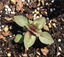 Image of ruby chalice clarkia