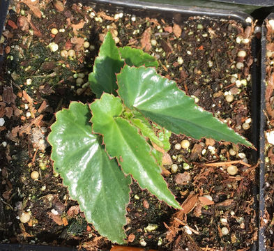 Image of Begonia boliviensis A. DC.