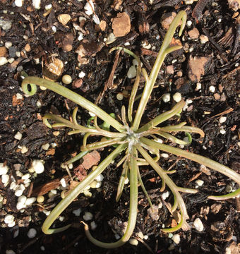 Image of yellow pincushion