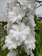 Image of candle larkspur