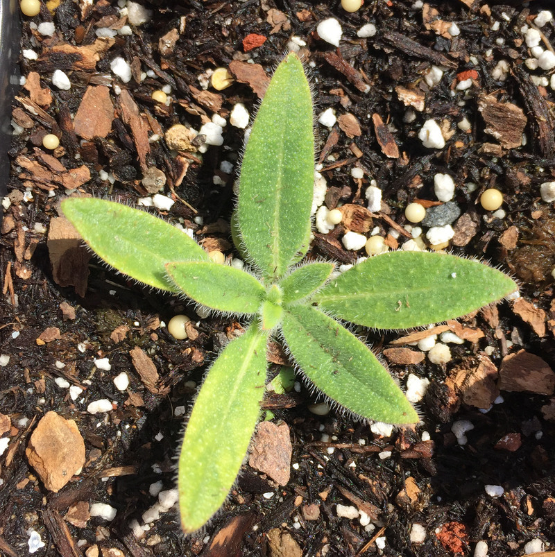 Image of Echium wildpretii H. H. W. Pearson ex Hook. fil.