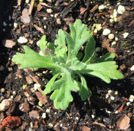 Image of golden-yarrow