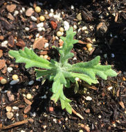 Image of golden-yarrow