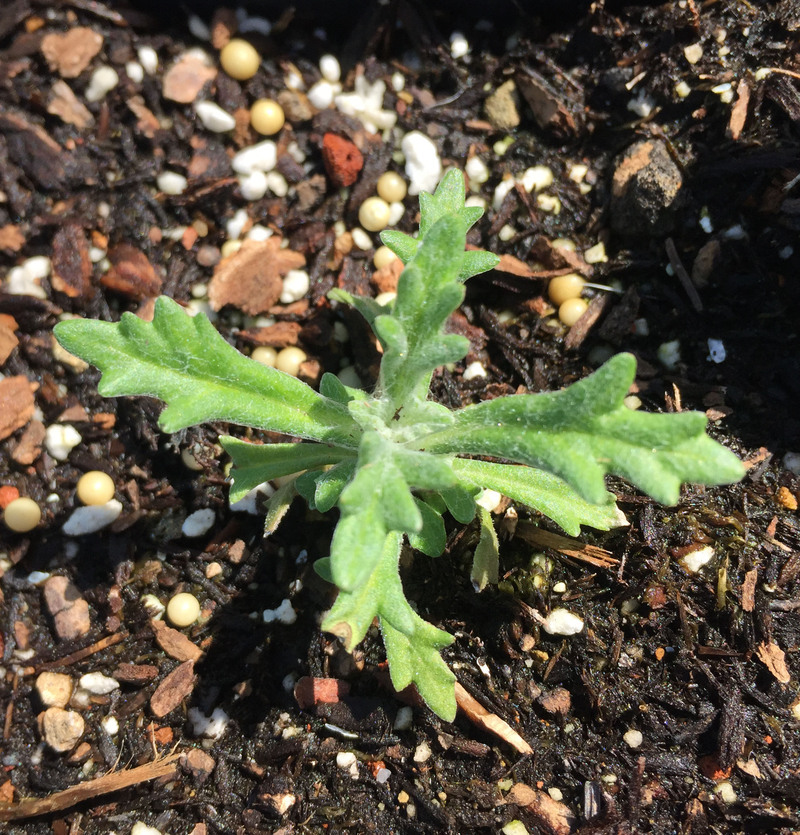 Image of golden-yarrow