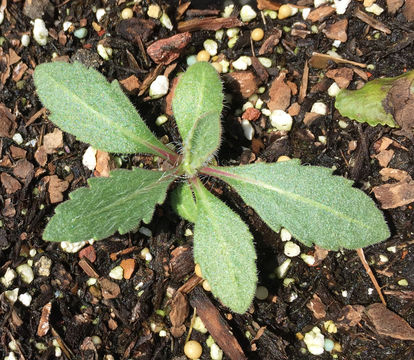 Image of Common perennial gaillardia