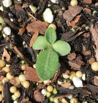 Image of Common perennial gaillardia