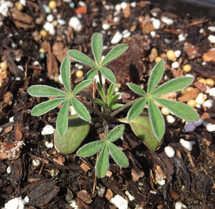 Image of silver lupine