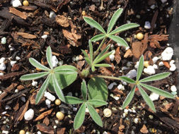 Image of silver lupine