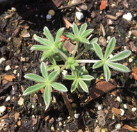 Image of Sierra lupine