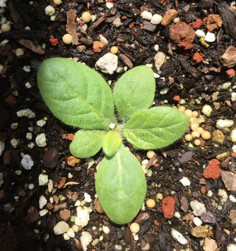 Imagem de <i>Nicotiana langsdorfii</i>