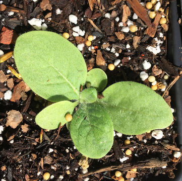 Image of Nicotiana mutabilis Stehmann & Semir