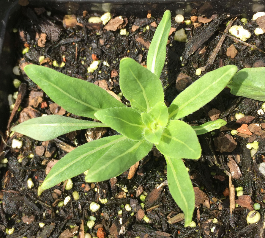 Imagem de Oenothera pallida Lindl.