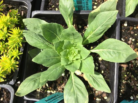 Слика од Oenothera pallida Lindl.