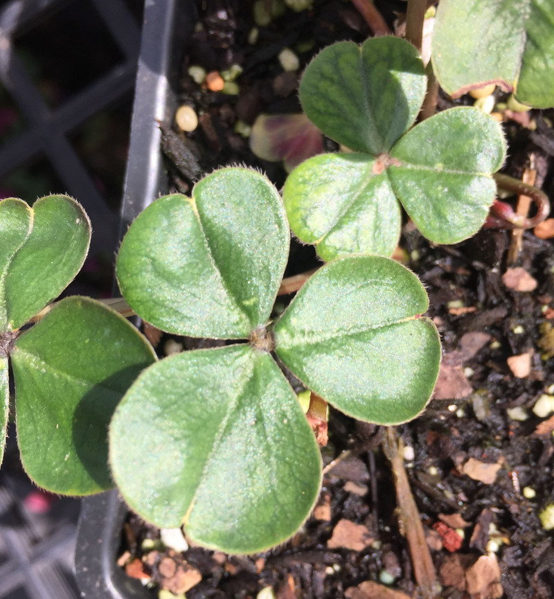 Image of Oxalis brasiliensis Lodd.