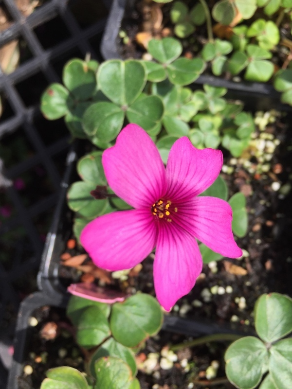 Image of Oxalis brasiliensis Lodd.