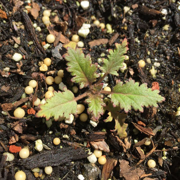 Image of tacky phacelia