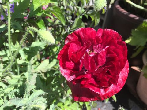 Image of corn poppy