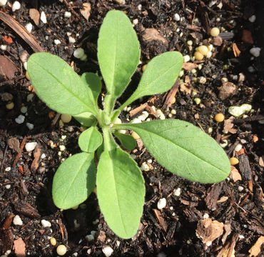 Слика од Scabiosa ochroleuca L.