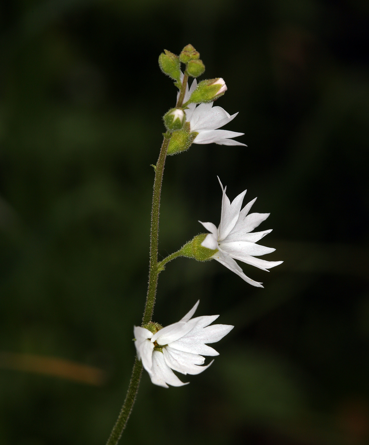 Image of San Francisco woodland-star