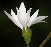 Image of San Francisco woodland-star