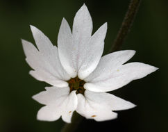 Image of San Francisco woodland-star