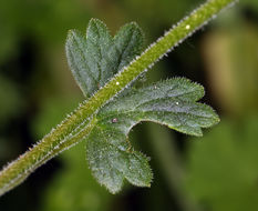 Image of San Francisco woodland-star