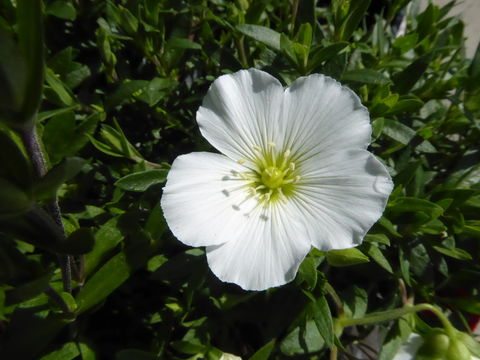 Image of mountain sandwort