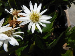 Image of Aster ageratoides Turcz.