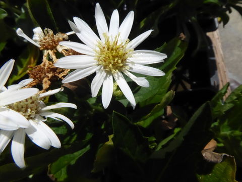 Imagem de Aster ageratoides Turcz.