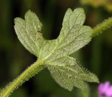 Image of San Francisco woodland-star