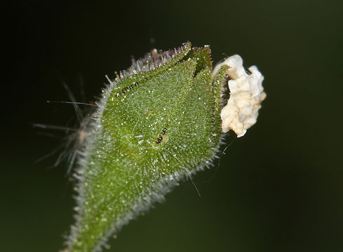 Image of San Francisco woodland-star